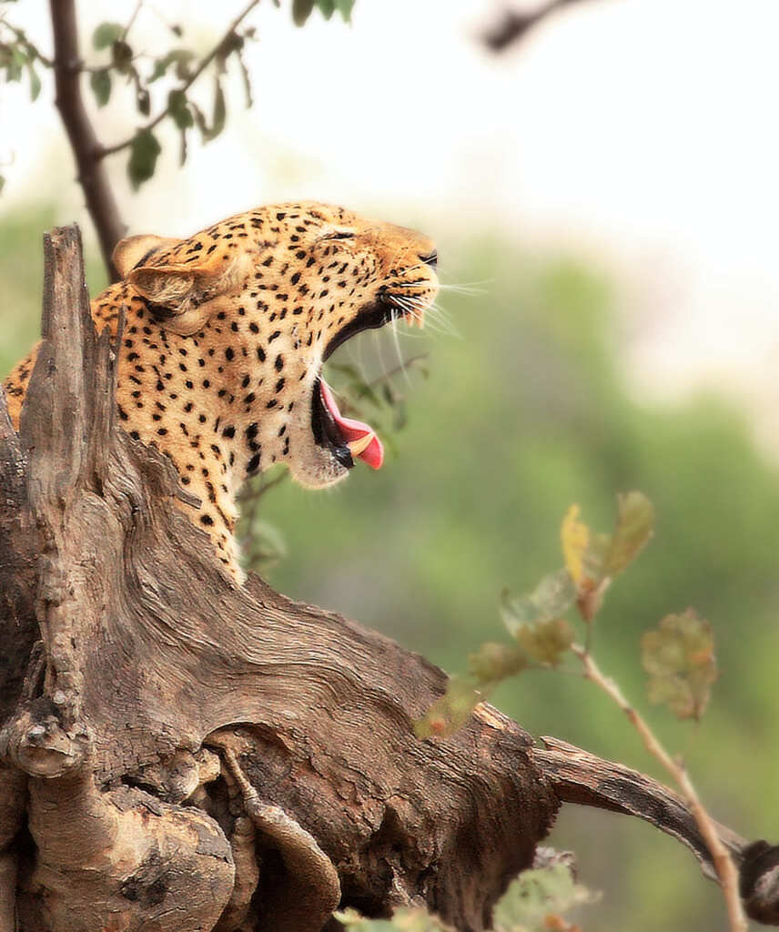 South Luangwa National Park
