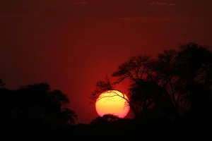 Sun setting behind acacia trees over the Busanga Plains, Kafue National Park, Zambia