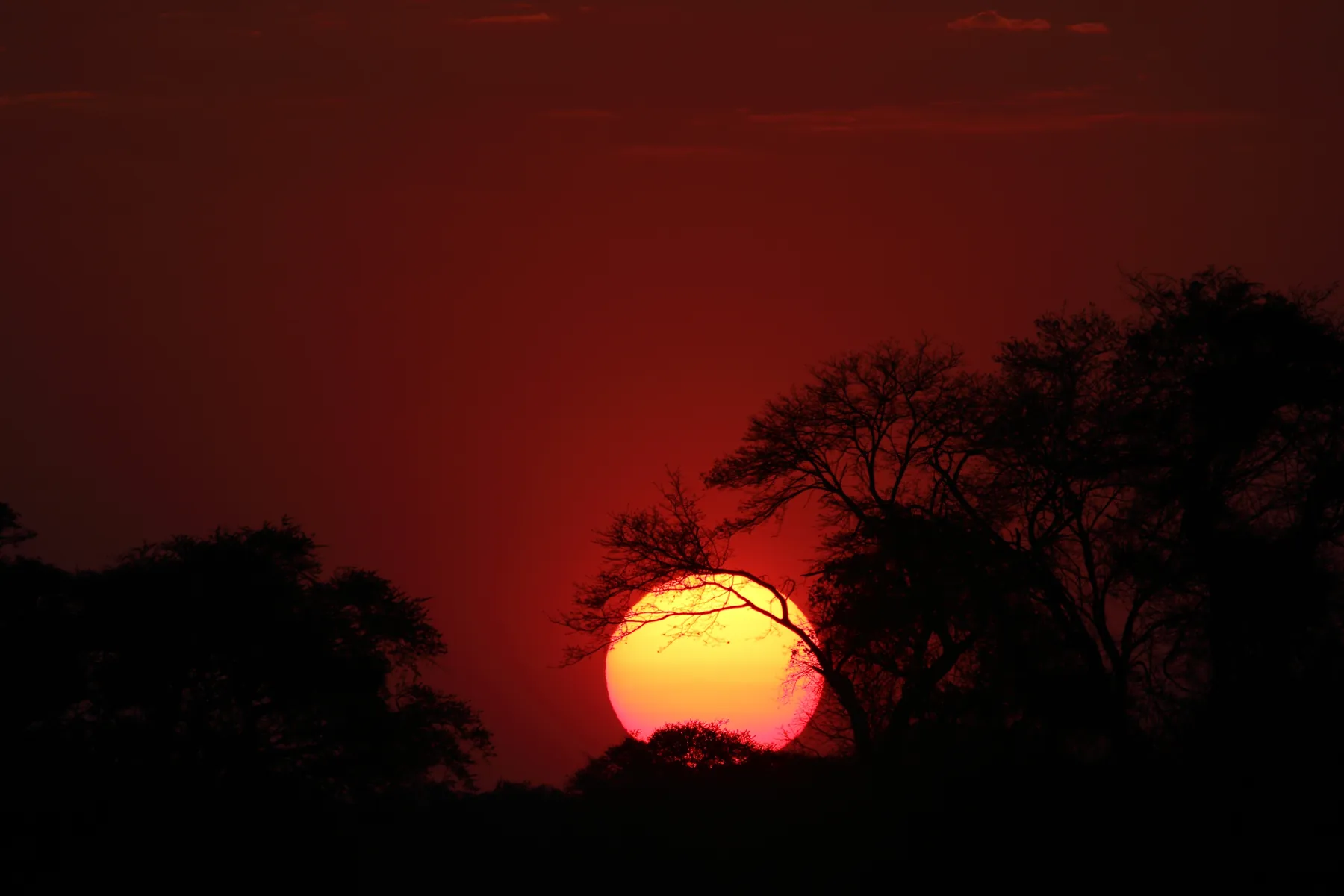Sun setting behind acacia trees over the Busanga Plains, Kafue National Park, Zambia