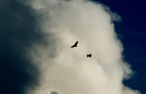 Straw-coloured fruit bats streaming across the sky above Kasanka National Park