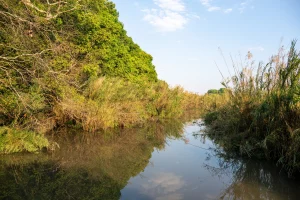 A river running between wooded banks in Kasanka National Park, Zambia