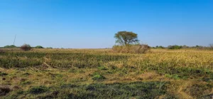 Open savanna stretching to the treeline in Kasanka National Park, Zambia