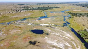 Herds grazing the green grass of Liuwa Plain seen from the air