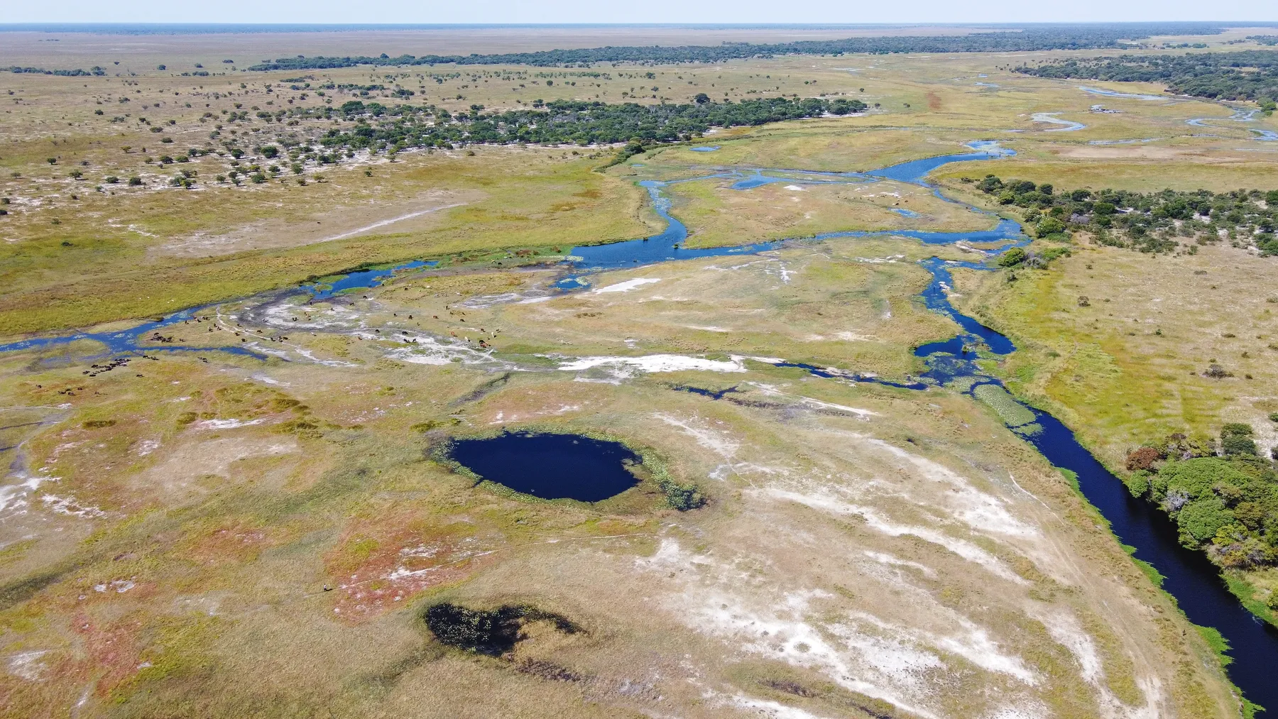Herds grazing the green grass of Liuwa Plain seen from the air