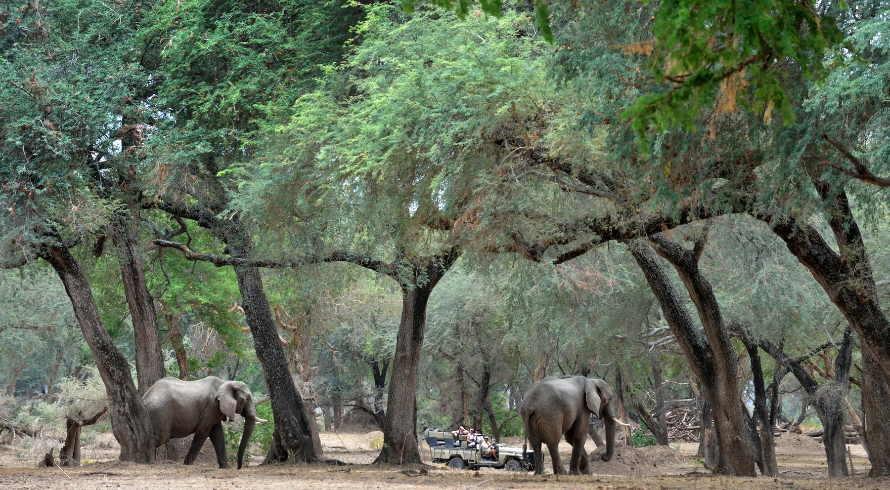 Elephants among trees beside a game-drive vehicle, Lower Zambezi National Park, Zambia