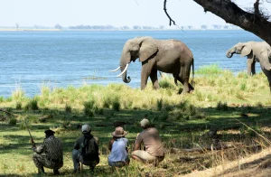 Walking safari watching elephants on the bank of the Zambezi River, Lower Zambezi, Zambia
