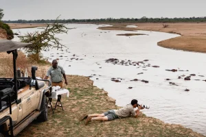 Hippos gathered in the Luangwa River, Zambia