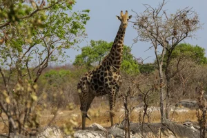Giraffe in Lusaka National Park, Zambia