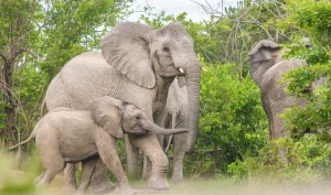 Elephants in Nsumbu National Park on the shore of Lake Tanganyika