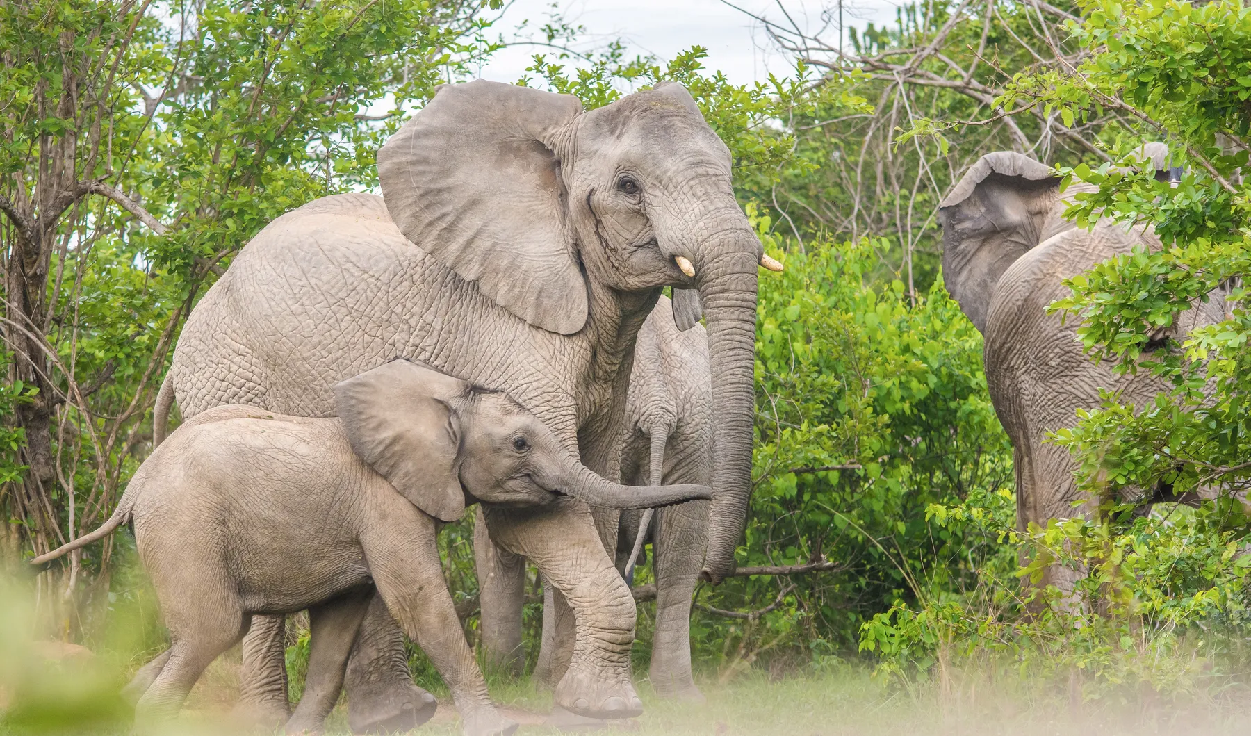 Elephants in Nsumbu National Park on the shore of Lake Tanganyika