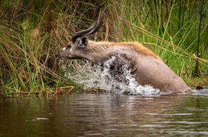 A sitatunga antelope crossing shallow water, photographed in the Okavango Delta
