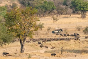 Herd of buffalo beside a game-drive vehicle, South Luangwa National Park, Zambia