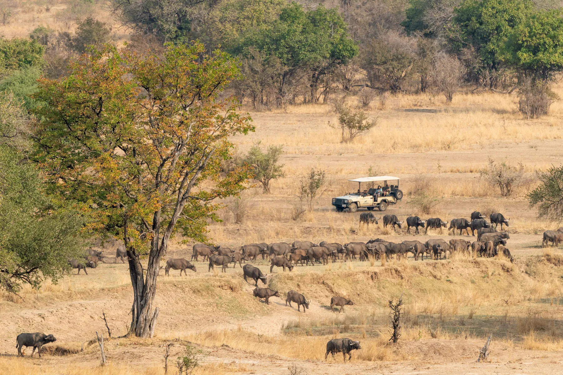 Herd of buffalo beside a game-drive vehicle, South Luangwa National Park, Zambia