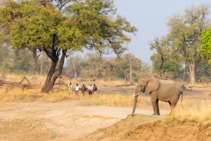 Walking safari approaching an elephant across a dry riverbed, South Luangwa, Zambia