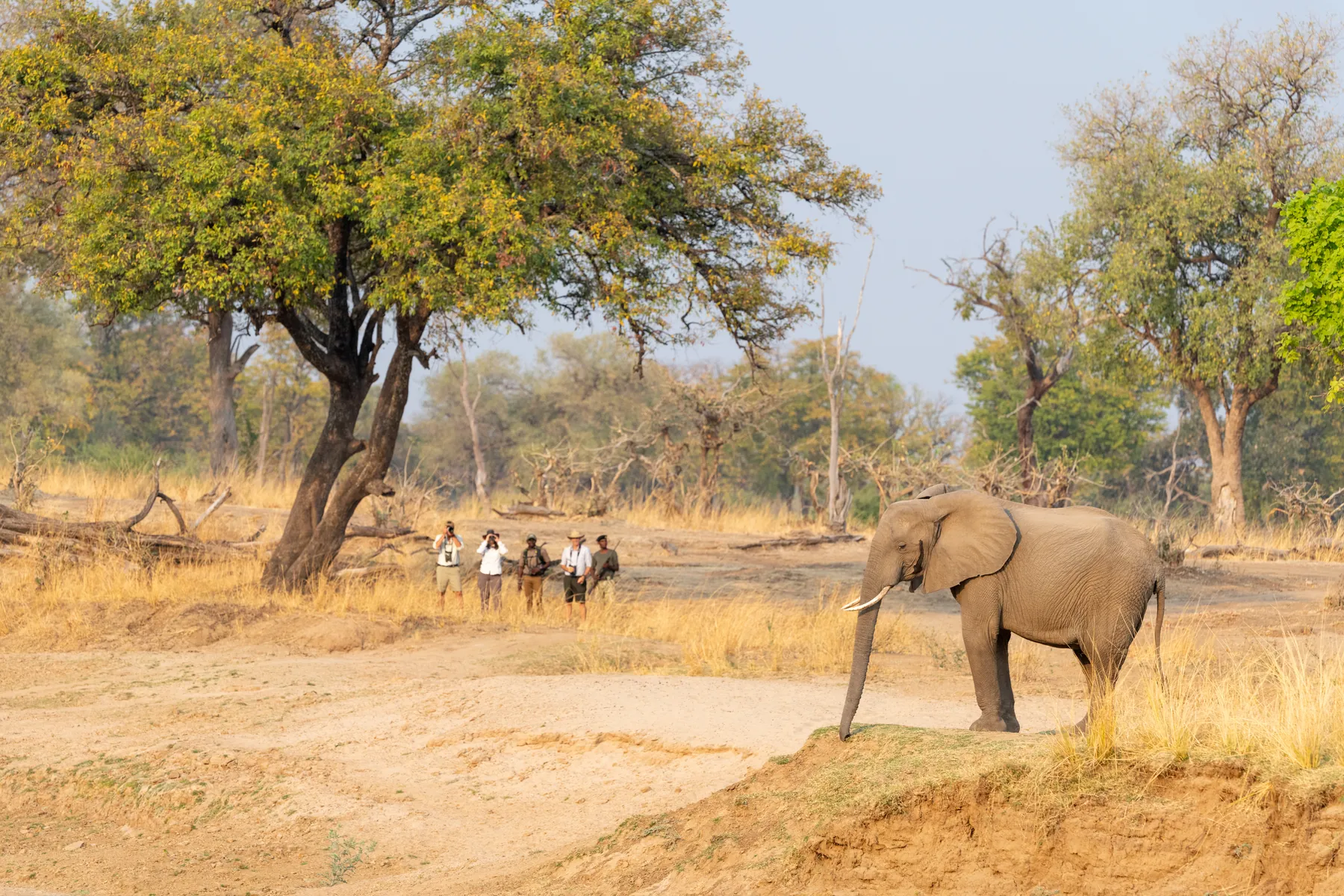 Walking safari approaching an elephant across a dry riverbed, South Luangwa, Zambia