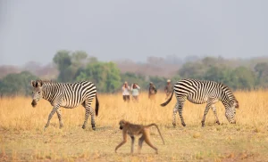 Zebras and a baboon on open grassland with walkers beyond, South Luangwa, Zambia