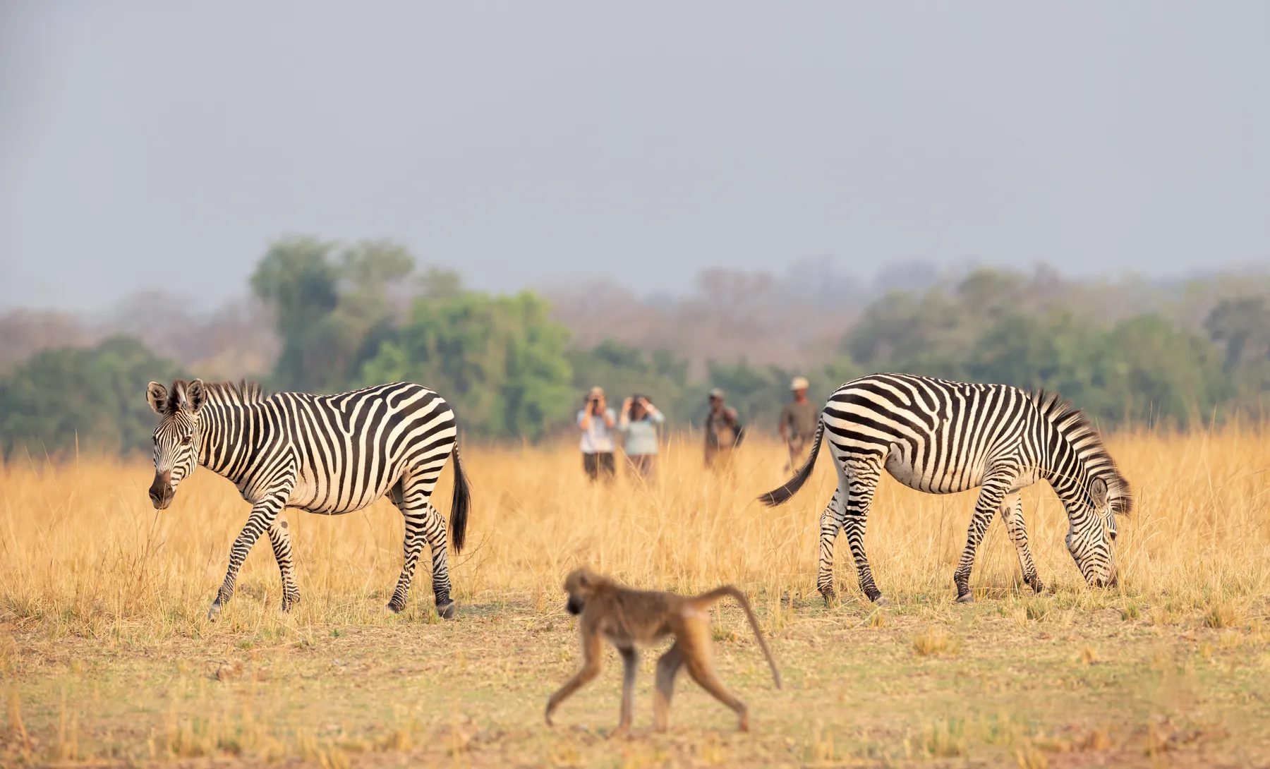 Zebras and a baboon on open grassland with walkers beyond, South Luangwa, Zambia