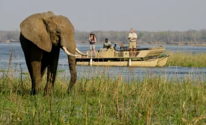 Elephant beside a fishing boat on the Zambezi River, Zambia