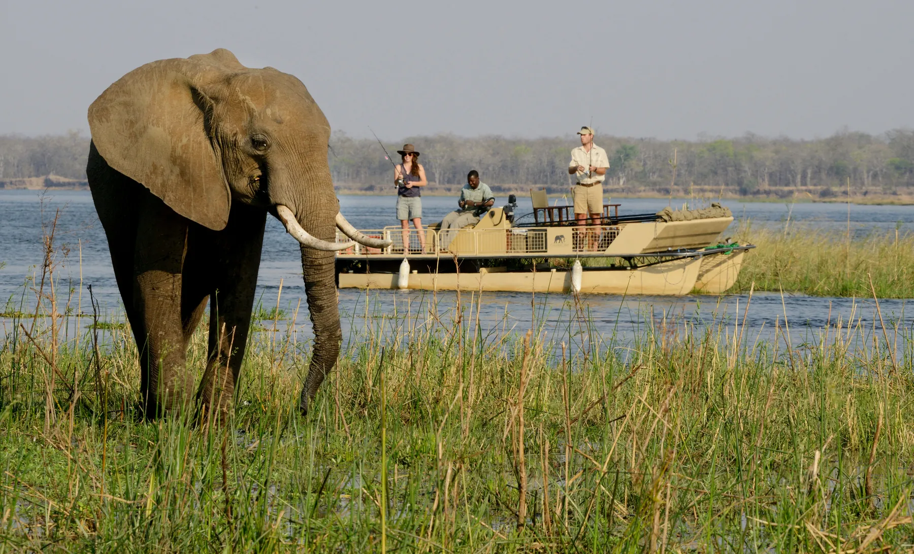 Elephant beside a fishing boat on the Zambezi River, Zambia